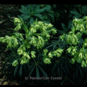 Helleborus foetidus 'Bowless'