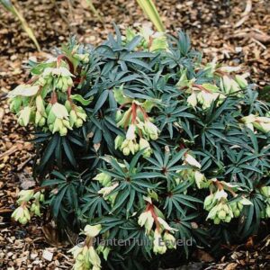Helleborus foetidus 'Wester Flisk'