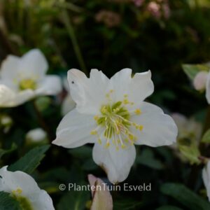 Helleborus niger