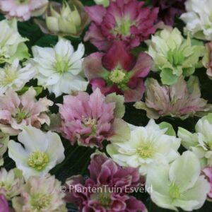 Helleborus orientalis