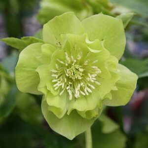Helleborus orientalis 'Double Ellen Green'