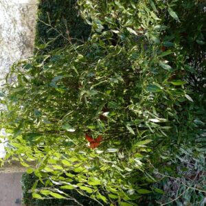 Helwingia chinensis 'Raulston King'