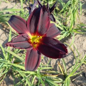 Hemerocallis 'American Revolution'