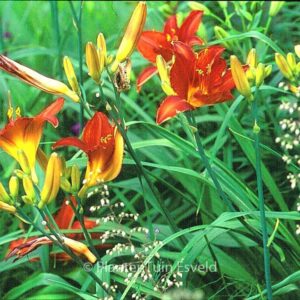 Hemerocallis 'Campfire Embers'