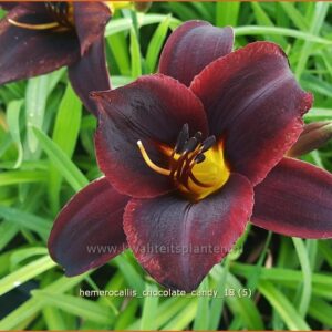 Hemerocallis 'Chocolate Candy'