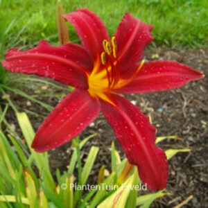 Hemerocallis 'Crimson Pirate'