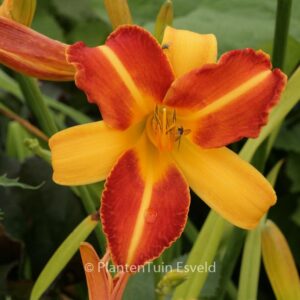 Hemerocallis 'Frans Hals'