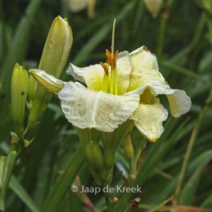 Hemerocallis 'Gentle Shepherd'