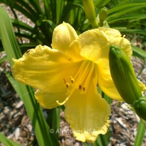 Hemerocallis 'Happy Returns'