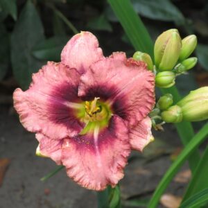 Hemerocallis 'Mildred Mitchell'