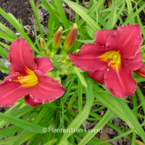 Hemerocallis 'Pardon Me'
