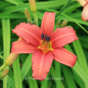Hemerocallis 'Pink Damask'