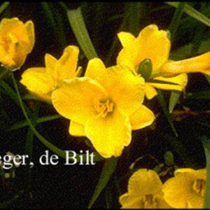 Hemerocallis 'Stella d'Oro'