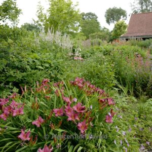 Hemerocallis 'Summer Wine'