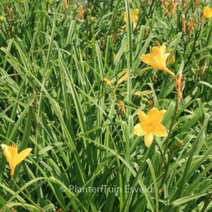 Hemerocallis lilioasphodelus