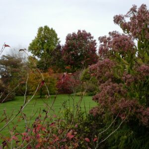 Heptacodium miconioides