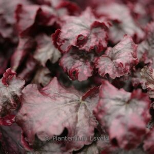 Heuchera 'Blackberry Jam'