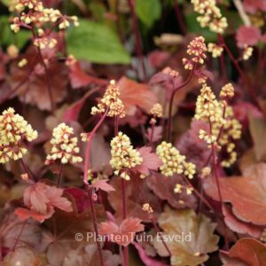 Heuchera 'Blondie' (LITTLE CUTIES SERIE)
