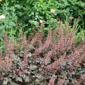 Heuchera 'Chocolate Ruffles'