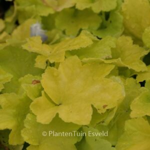 Heuchera 'Citronelle'