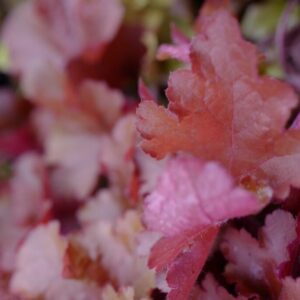 Heuchera 'Forever Red'