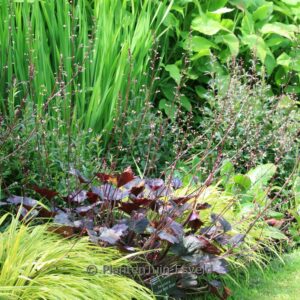 Heuchera 'Frosted Violet Dream'