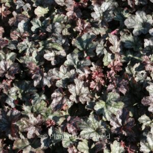 Heuchera 'Hollywood'