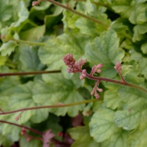 Heuchera 'Mint Marquess'