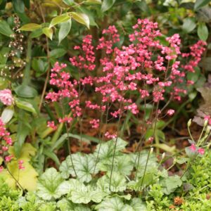 Heuchera 'Paris'
