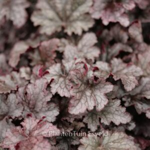 Heuchera 'Plum Pudding'
