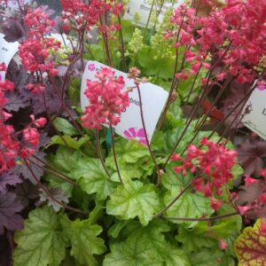 Heuchera 'Tokyo'
