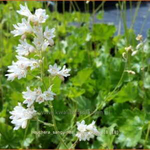 Heuchera sanguinea 'White Cloud'