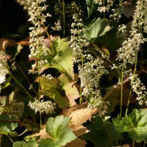 Heuchera villosa 'Chantilly'