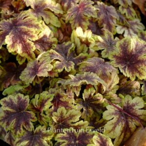 Heucherella 'Golden Zebra'