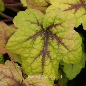Heucherella 'Stoplight'