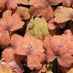 Heucherella 'Sweet Tea'