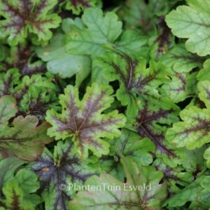 Heucherella 'Tapestry'