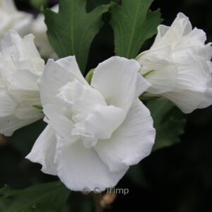 Hibiscus syriacus 'Admiral Dewey'