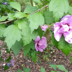 Hibiscus syriacus 'Ardens'