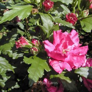 Hibiscus syriacus 'Boule de Feu'