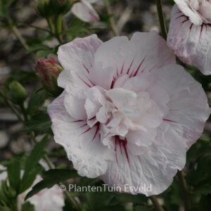 Hibiscus syriacus 'Bricutts' (CHINA CHIFFON)