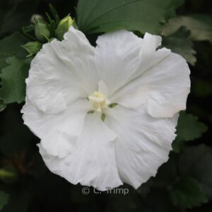 Hibiscus syriacus 'Diana'