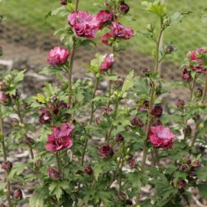 Hibiscus syriacus 'Duc de Brabant'