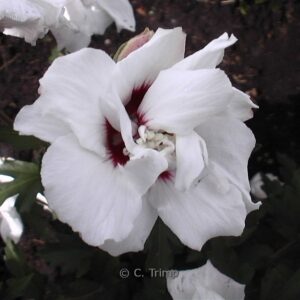 Hibiscus syriacus 'Leopoldii'