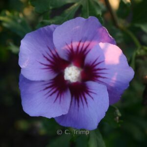 Hibiscus syriacus 'Marina'