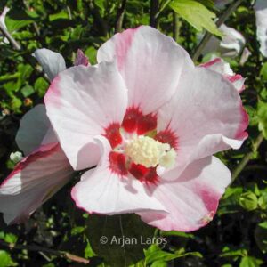 Hibiscus syriacus 'Mathilde'