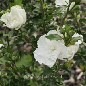 Hibiscus syriacus 'Notwood Two' (WHITE CHIFFON)
