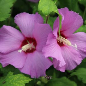 Hibiscus syriacus 'Pink Flirt'