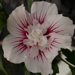 Hibiscus syriacus 'Starburst Chiffon'