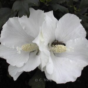 Hibiscus syriacus 'W.R. Smith'